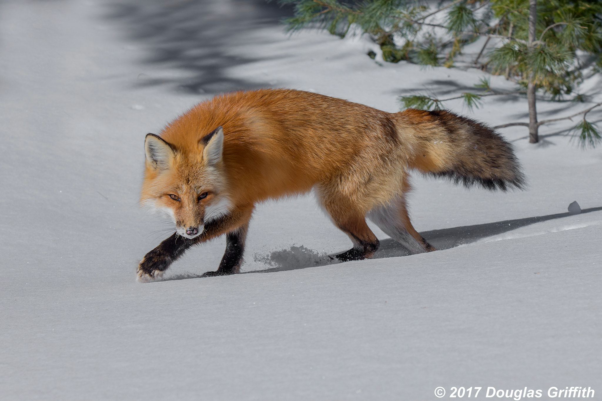 Nikon AF-S Nikkor 70-200mm F2.8G ED VR II sample photo. Wary: male red fox (vulpes vulpes) photography