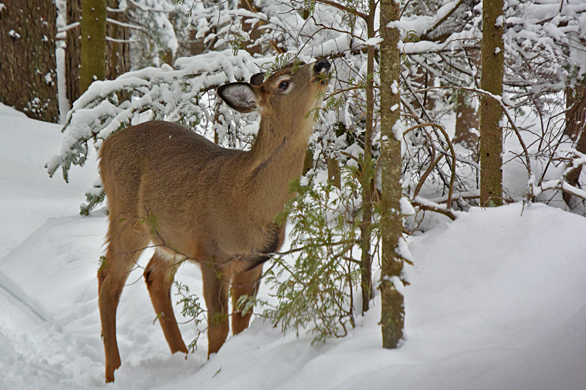Nikon 1 V3 + 18-70mm f/3.5-4.5G sample photo. Cerf de virginie photography