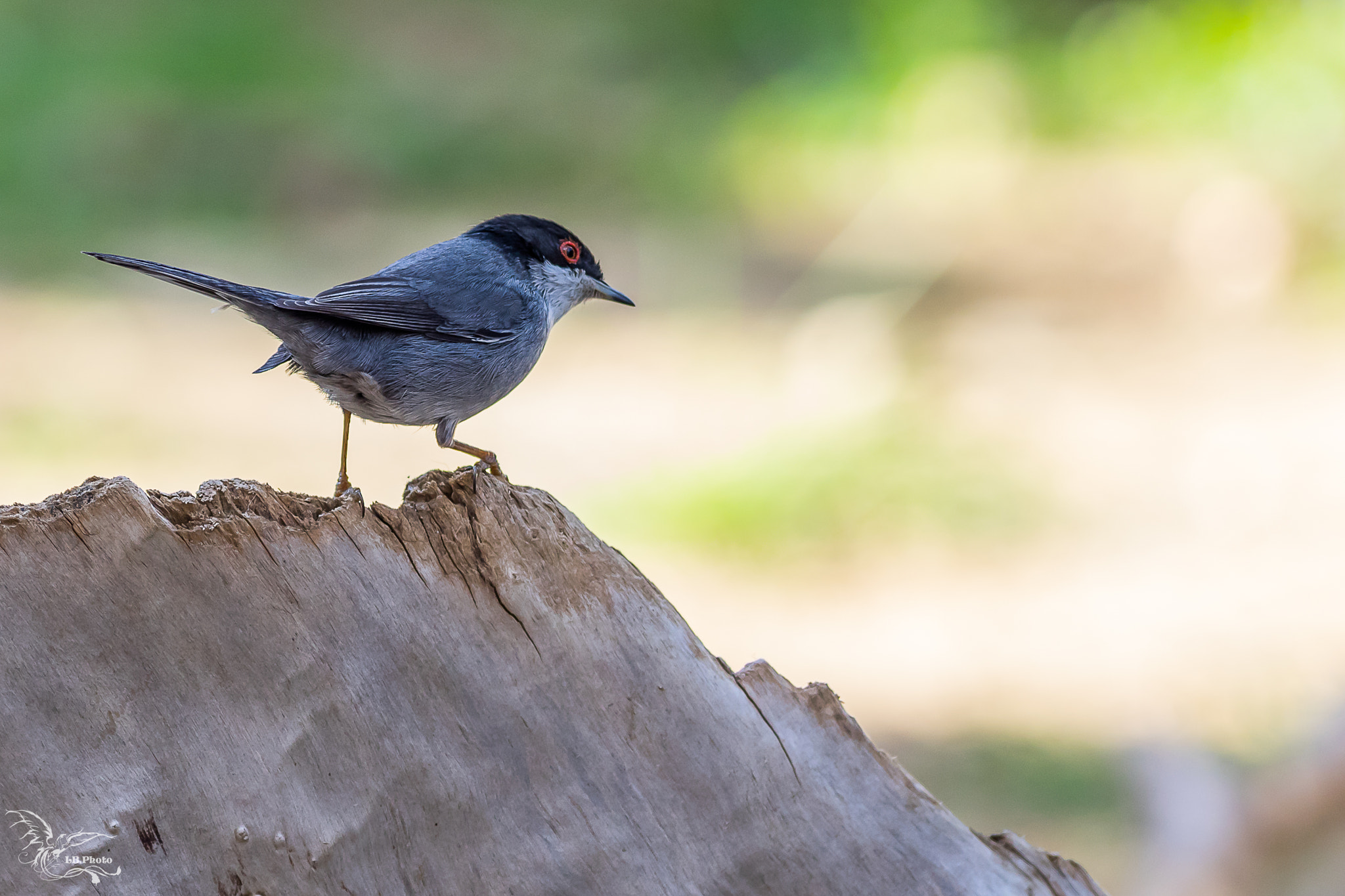 Pentax smc DA* 300mm F4.0 ED (IF) SDM sample photo. Fauvette melanocephale photography