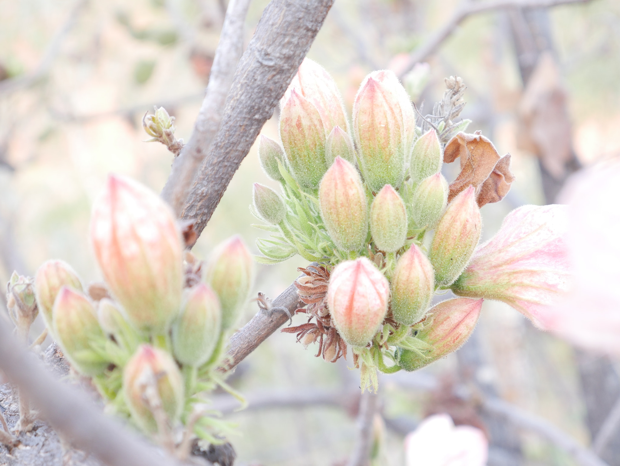 Panasonic Lumix DMC-G7 sample photo. Blossom photography
