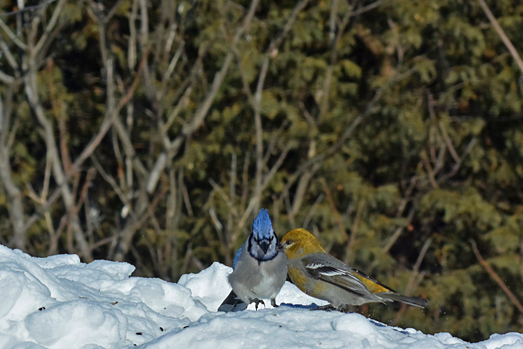 Nikon 1 V3 sample photo. Coloc photography