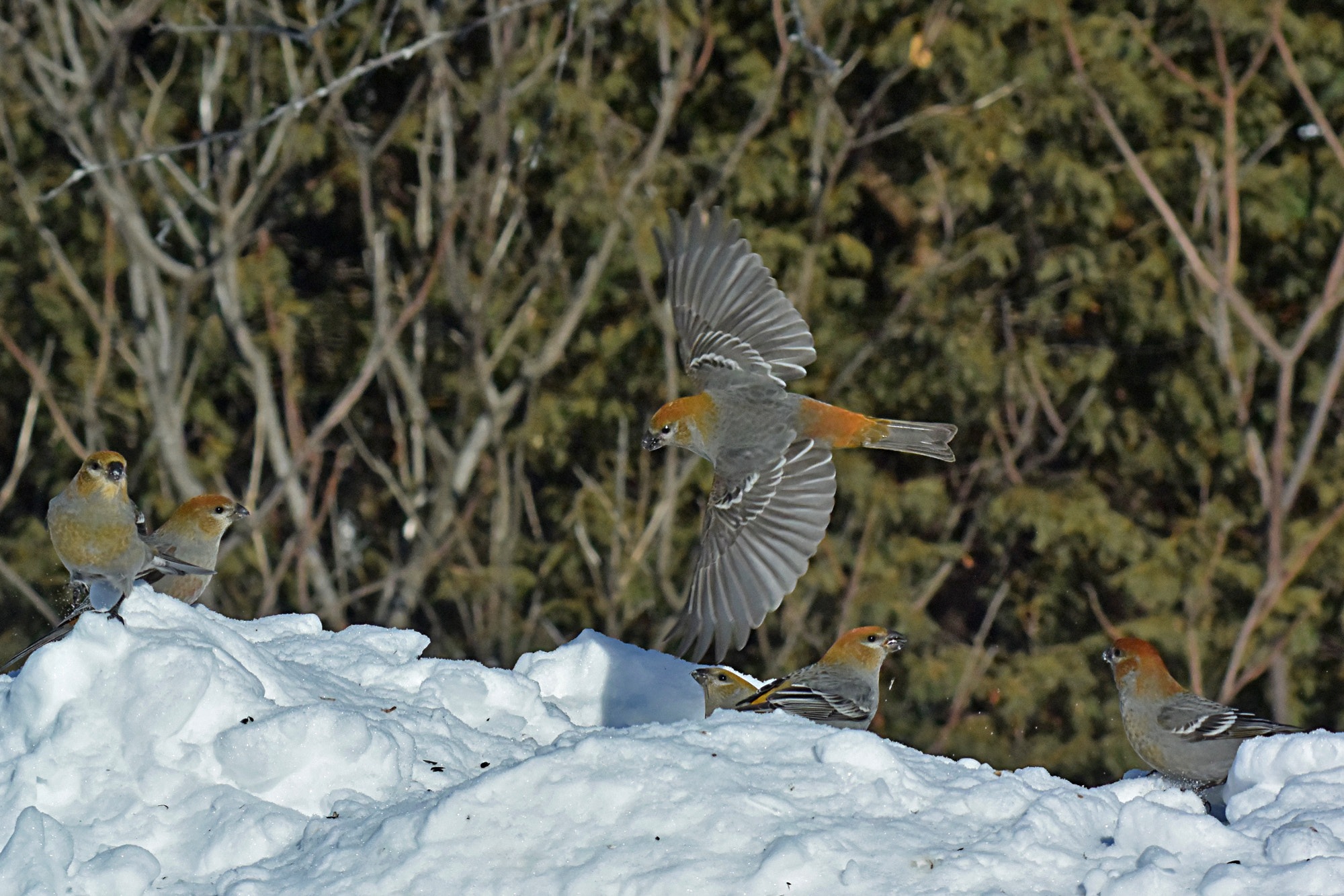 Nikon 1 V3 sample photo. Dur-bec-des-pins photography
