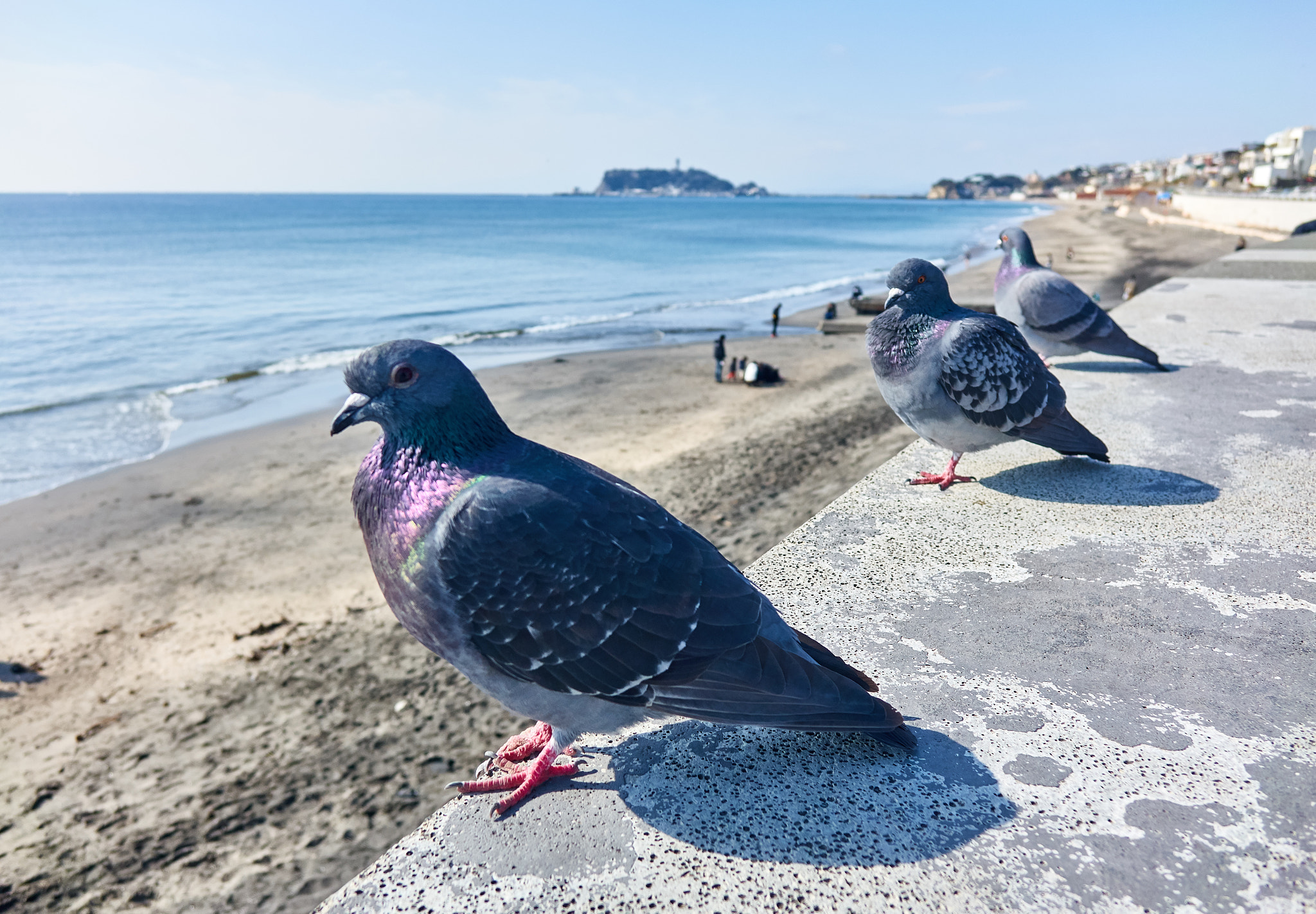 Sony Cyber-shot DSC-RX10 + Sony Cyber-shot DSC-RX10 sample photo. Birds relaxing looking at the beach photography