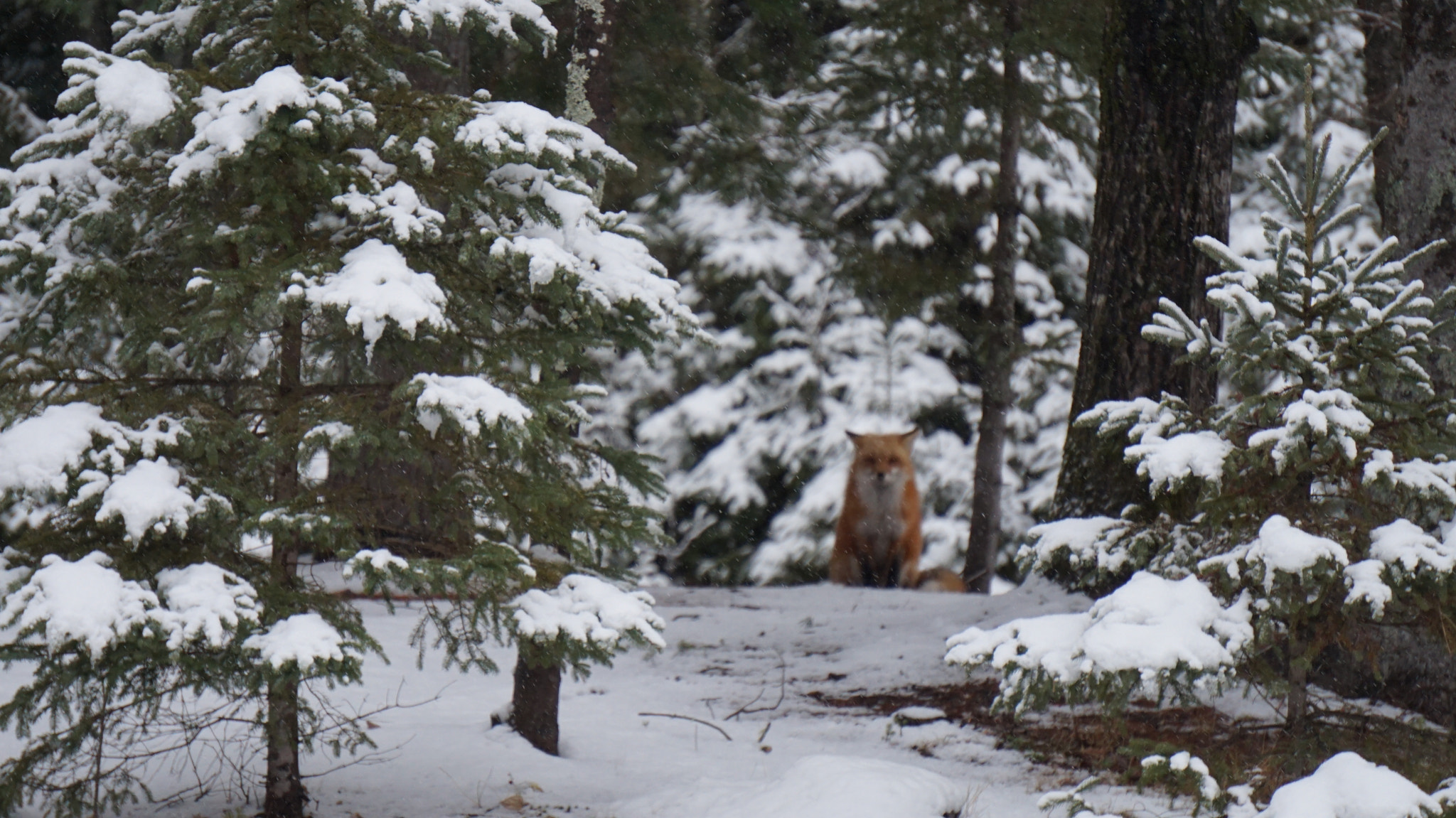 Sony E 55-210mm F4.5-6.3 OSS sample photo. Littlte fox, petit renard photography