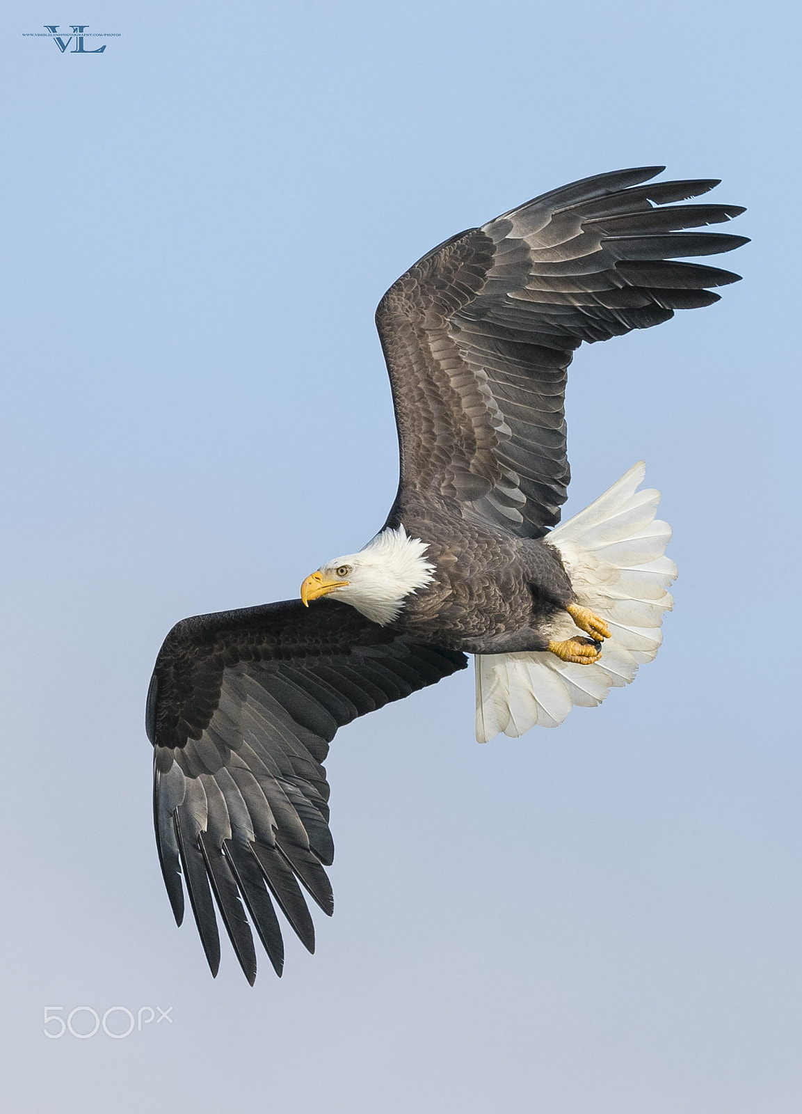 Canon EF 600mm F4L IS II USM sample photo. Imgm photography