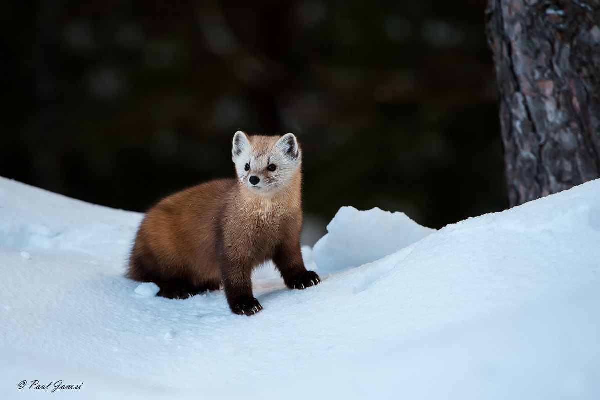 Nikon D4S + Nikon AF-S Nikkor 200-400mm F4G ED-IF VR sample photo. Pine marten photography