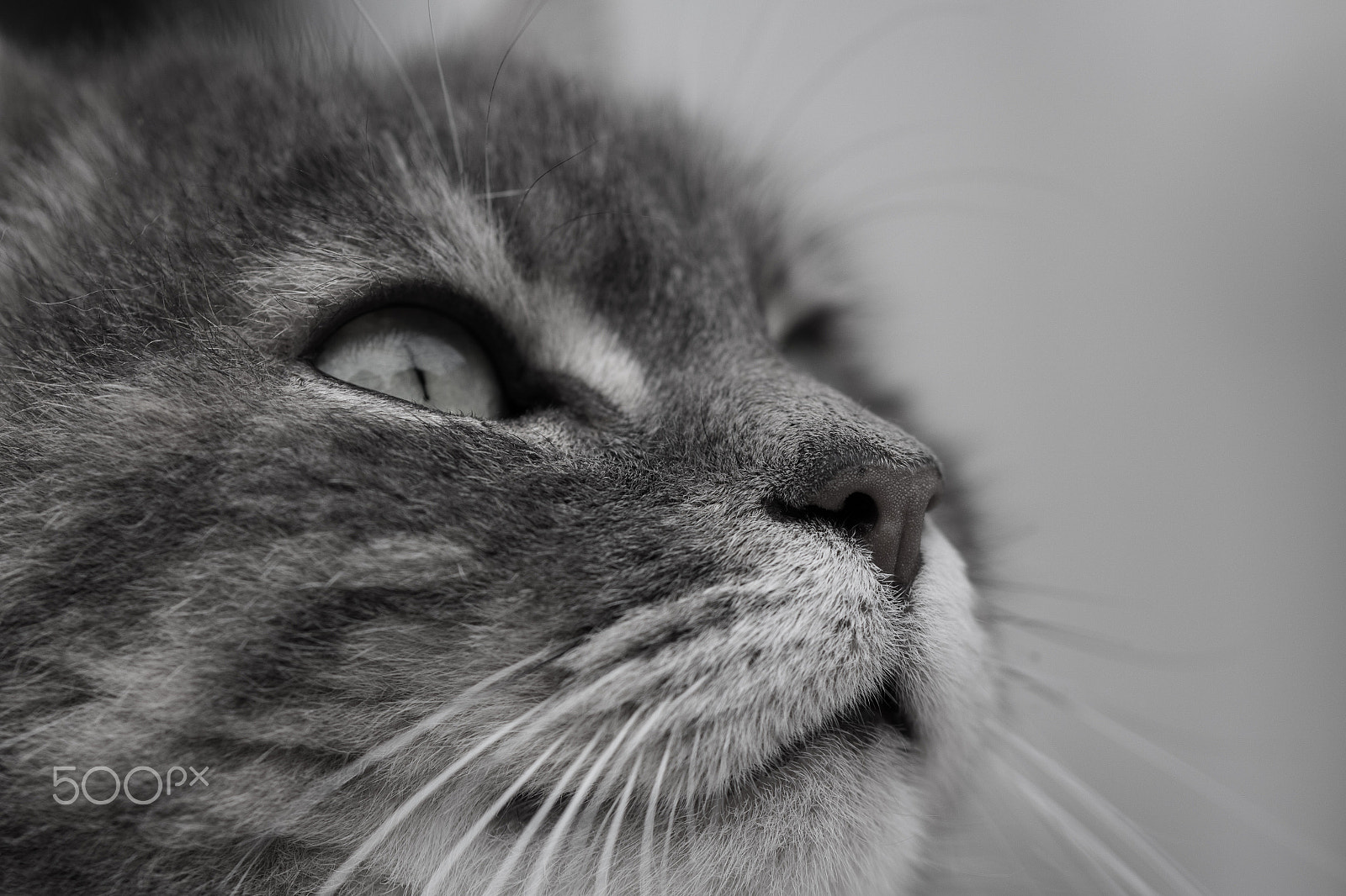 Canon EF 100mm F2.8L Macro IS USM sample photo. Cat-perspective photography