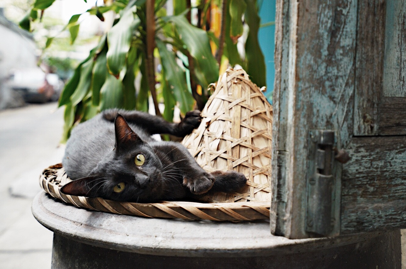 Sony a7S II + Sony Vario-Tessar T* FE 16-35mm F4 ZA OSS sample photo. Homeless cat photography