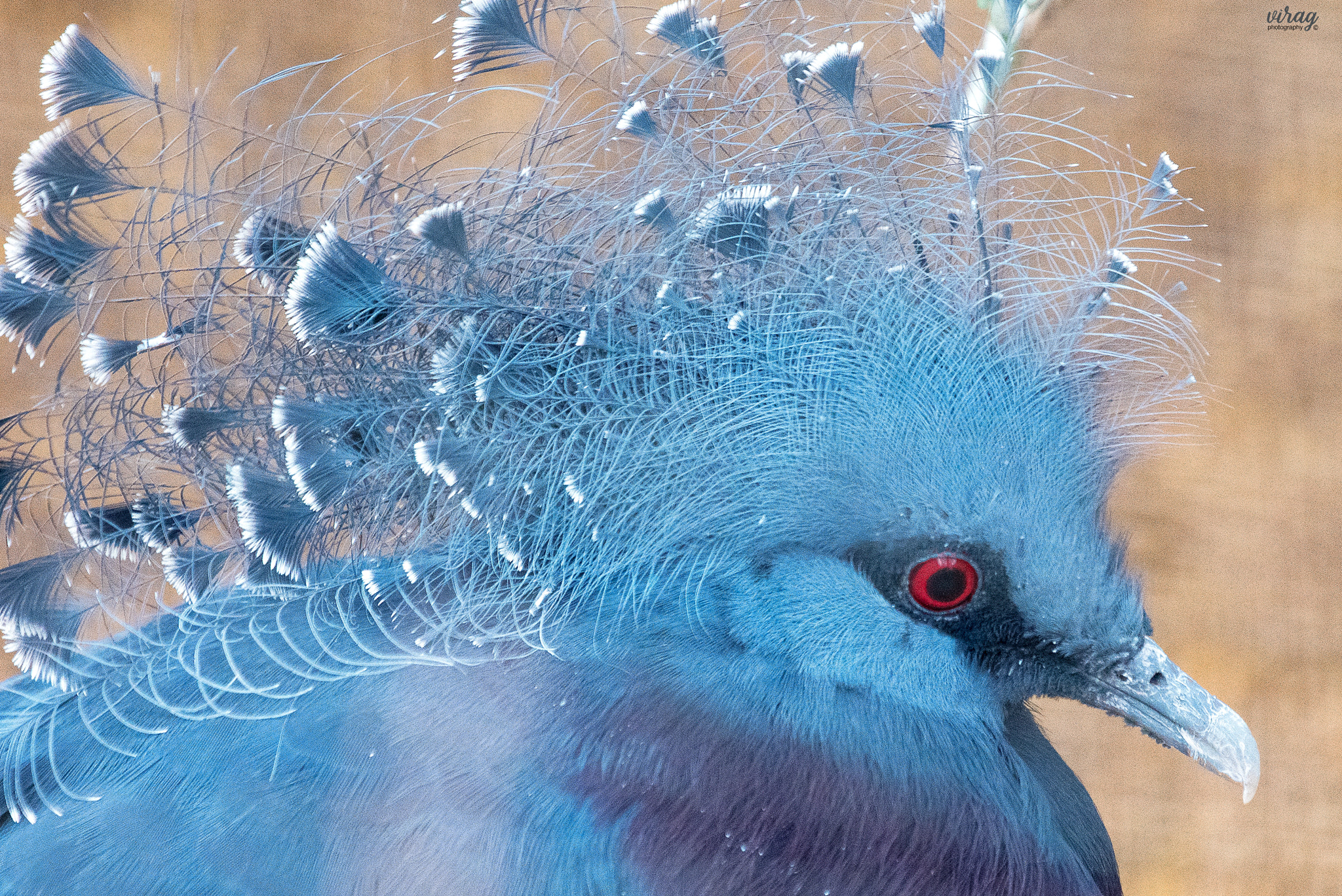 Canon EF 100-400mm F4.5-5.6L IS USM sample photo. The victoria crowned pigeon photography