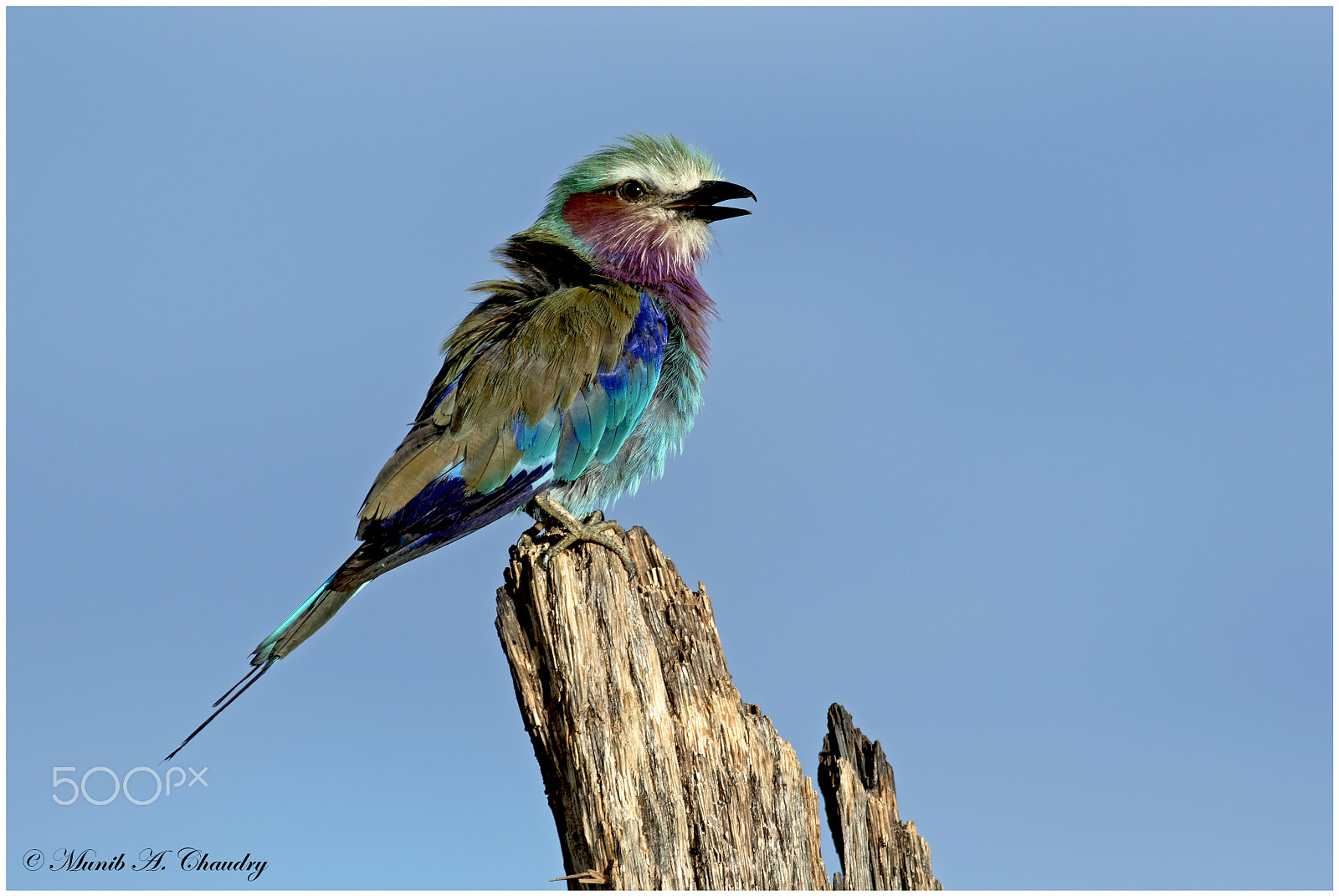 Canon EF 200-400mm F4L IS USM Extender 1.4x sample photo. 50 shades of lilac! photography
