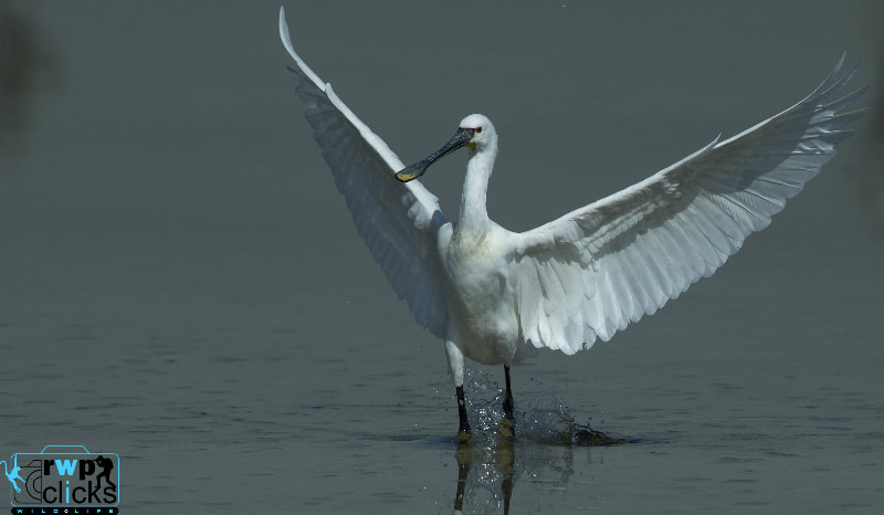 Canon EOS-1D X + Canon EF 500mm F4L IS USM sample photo. Eurasian spoonbill photography