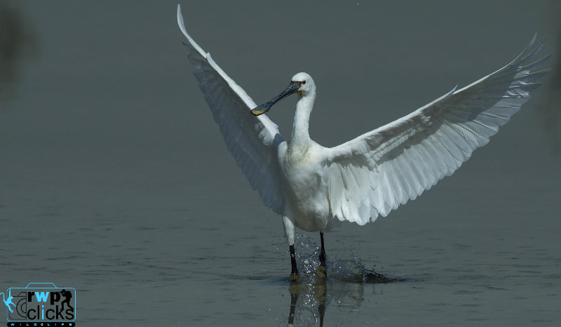 Canon EF 500mm F4L IS USM sample photo. Eurasian spoonbill photography