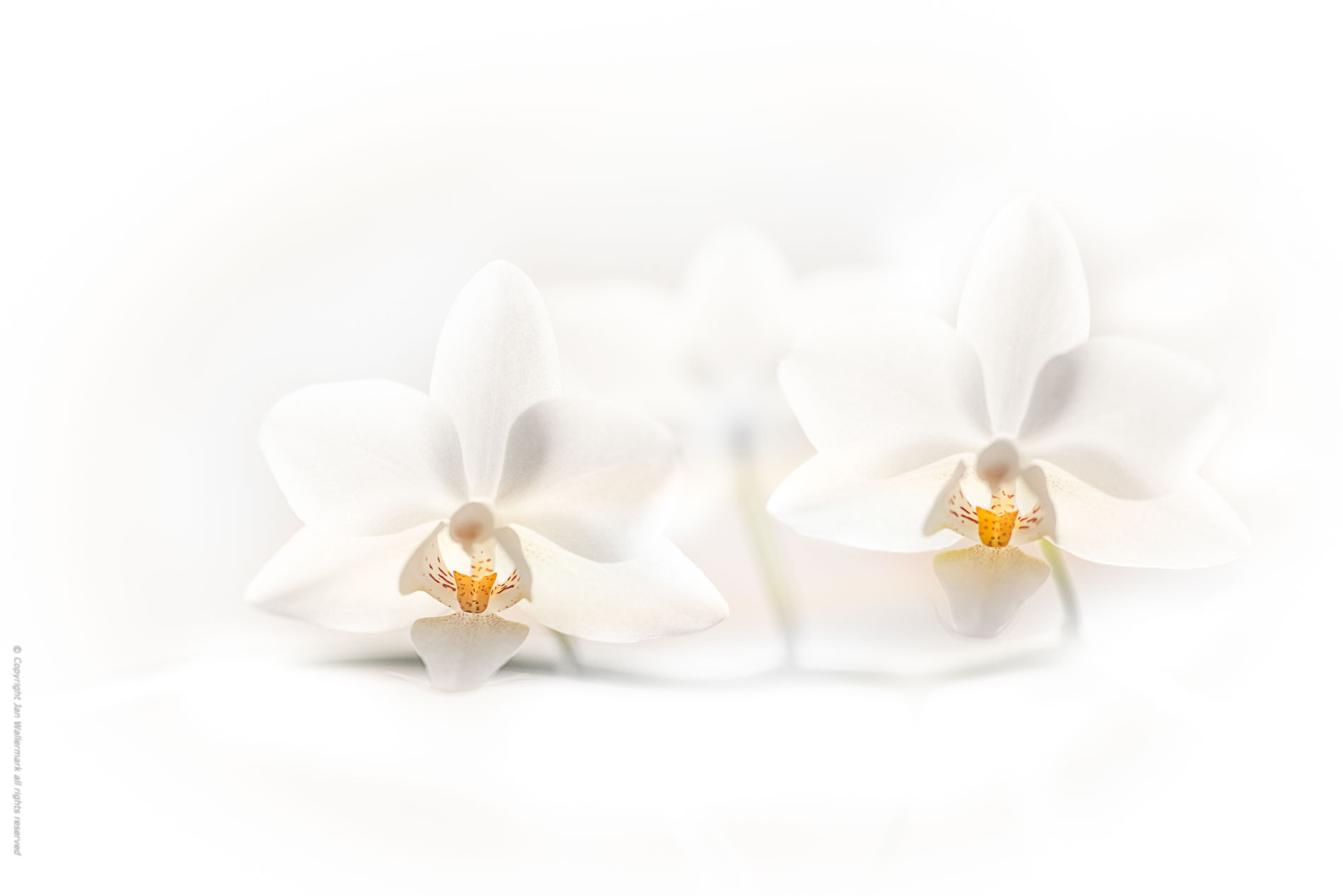 Nikon D800E sample photo. A hommage to the orchid lll photography