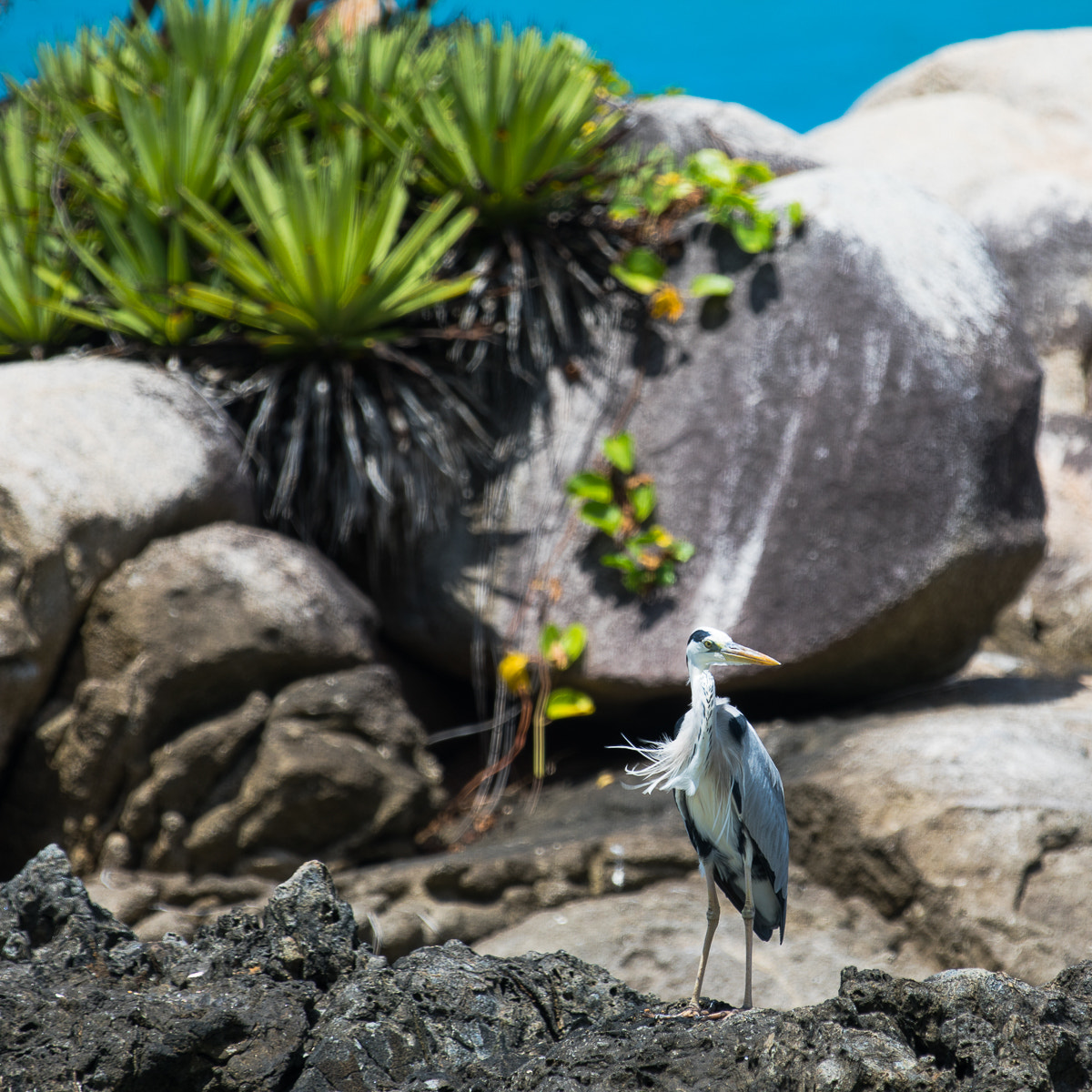 Canon EF 70-200mm F2.8L IS II USM sample photo. Seychellen photography