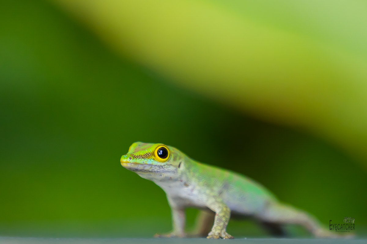 Canon EF 70-200mm F2.8L IS II USM sample photo. Seychellen photography