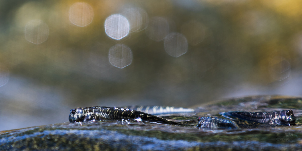Canon EF 70-200mm F2.8L IS II USM sample photo. Seychellen photography