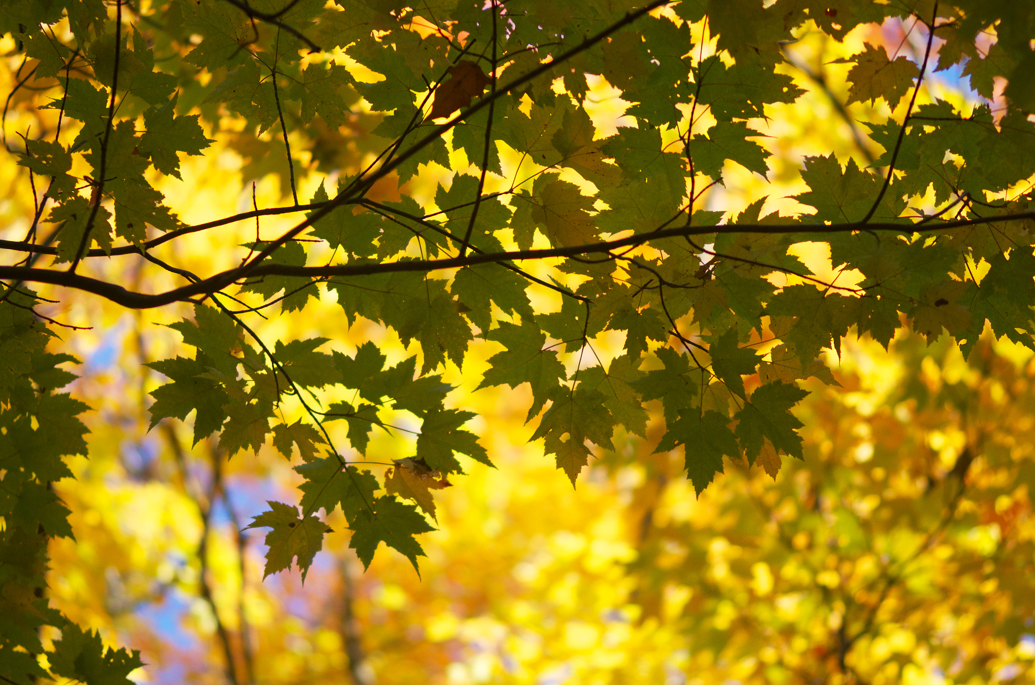 Pentax K-5 II sample photo. Leaves (2016) photography