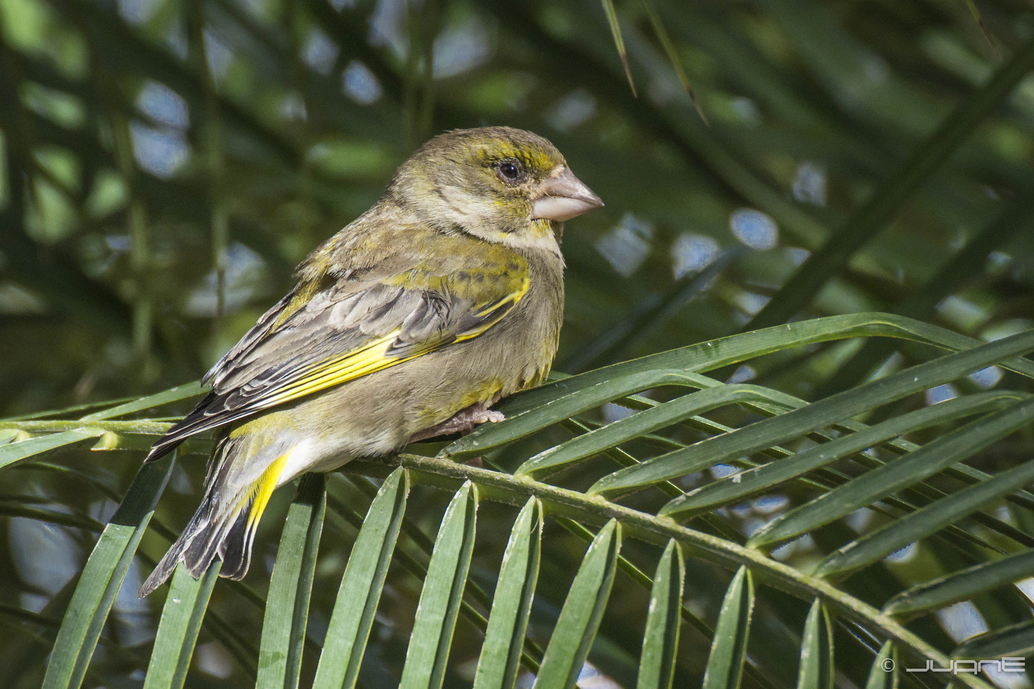 VR 70-300mm f/4-5.6G sample photo. Verderón (carduelis chloris aurantiventris) photography