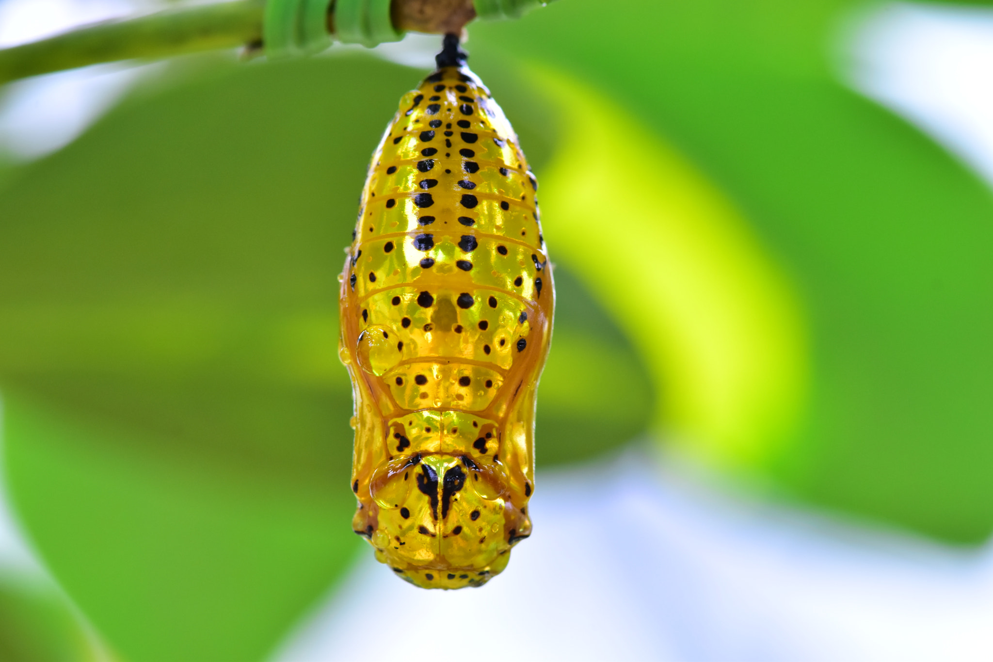 Nikon AF-S Micro-Nikkor 105mm F2.8G IF-ED VR sample photo. Golden pupa photography