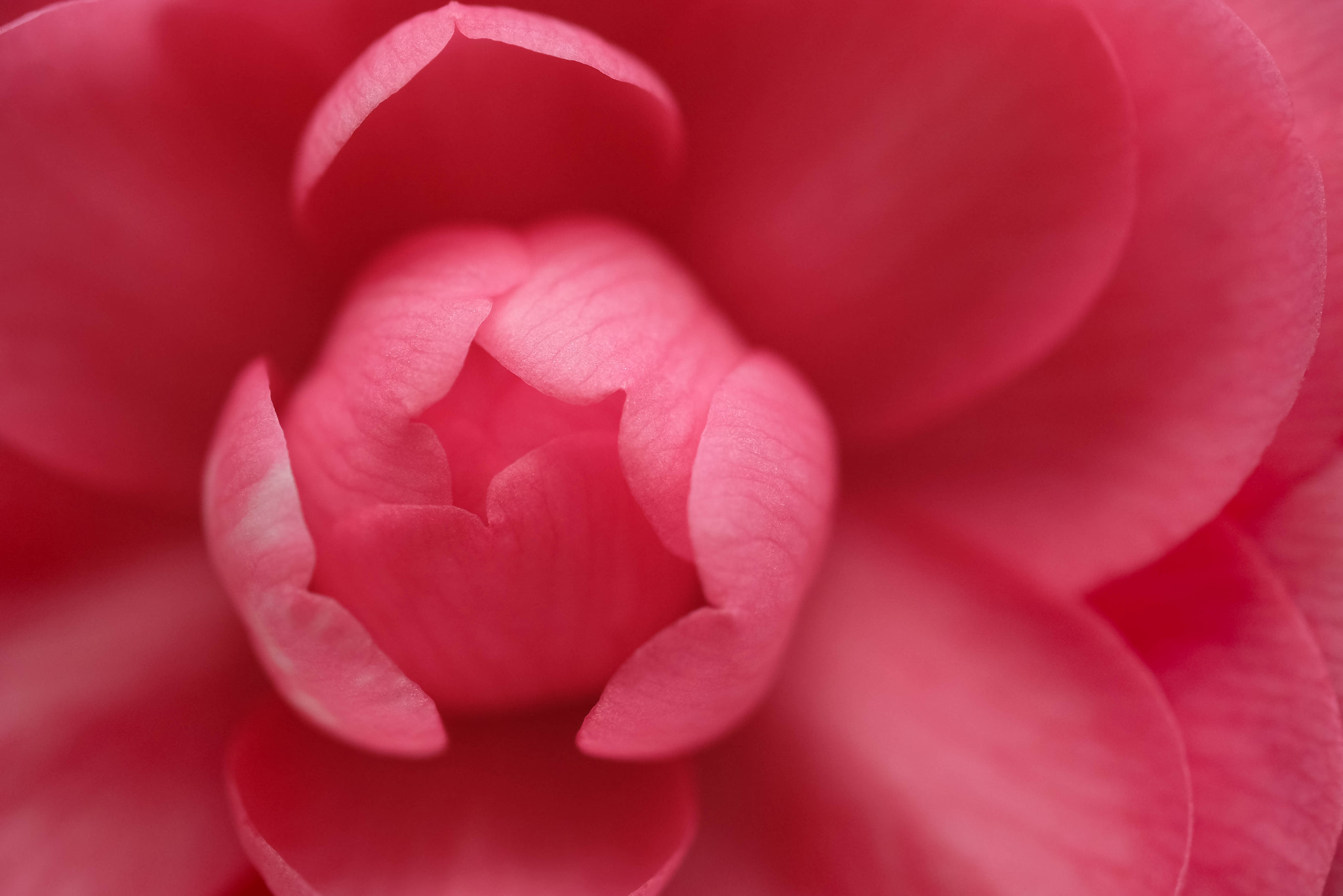 Fujifilm XF 60mm F2.4 R Macro sample photo. Straight from the heart photography