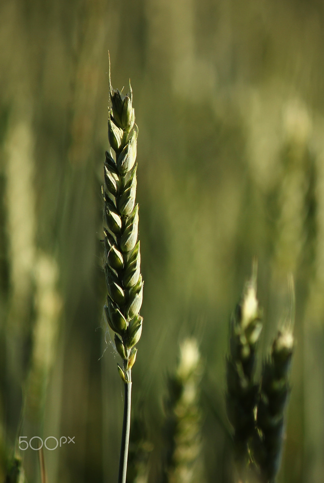 Canon EF-S 55-250mm F4-5.6 IS sample photo. Grain in the sunset photography