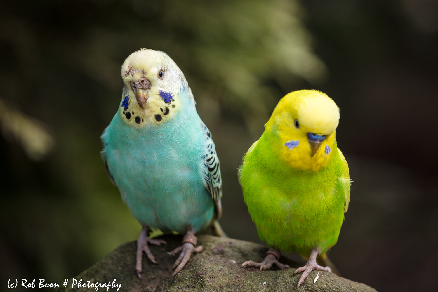 Canon EOS 5DS sample photo. A colorful couple photography