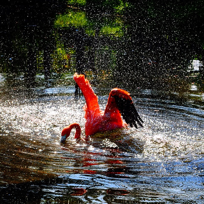 Nikon D300S sample photo. Flamingo, cooloing off! photography