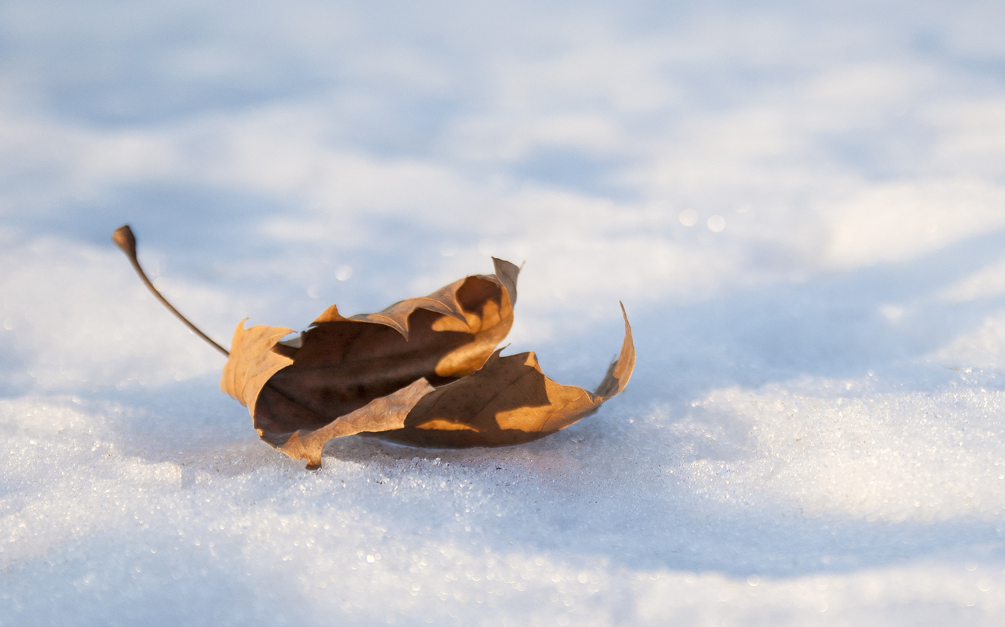 Nikon D50 + Sigma 18-50mm F2.8 EX DC Macro sample photo. Winter minimal photography