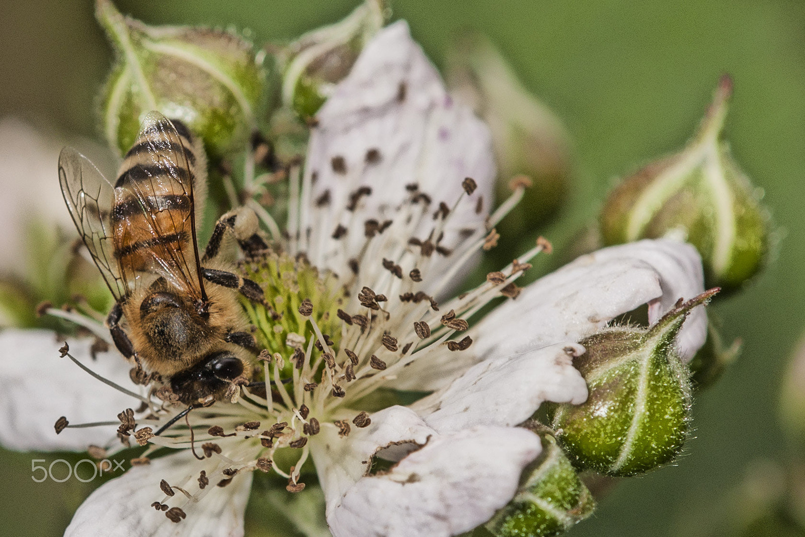 Canon EOS 40D + Tamron SP AF 180mm F3.5 Di LD (IF) Macro sample photo. Bee at work photography