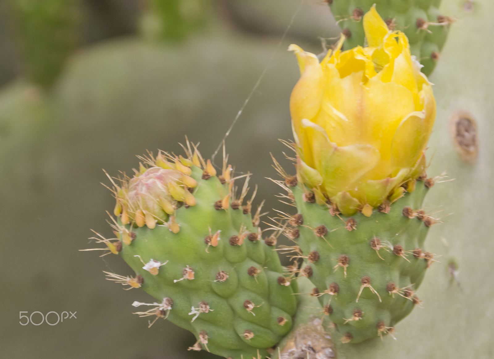 Sigma 18-250mm F3.5-6.3 DC Macro OS HSM sample photo. Ci siamo... photography