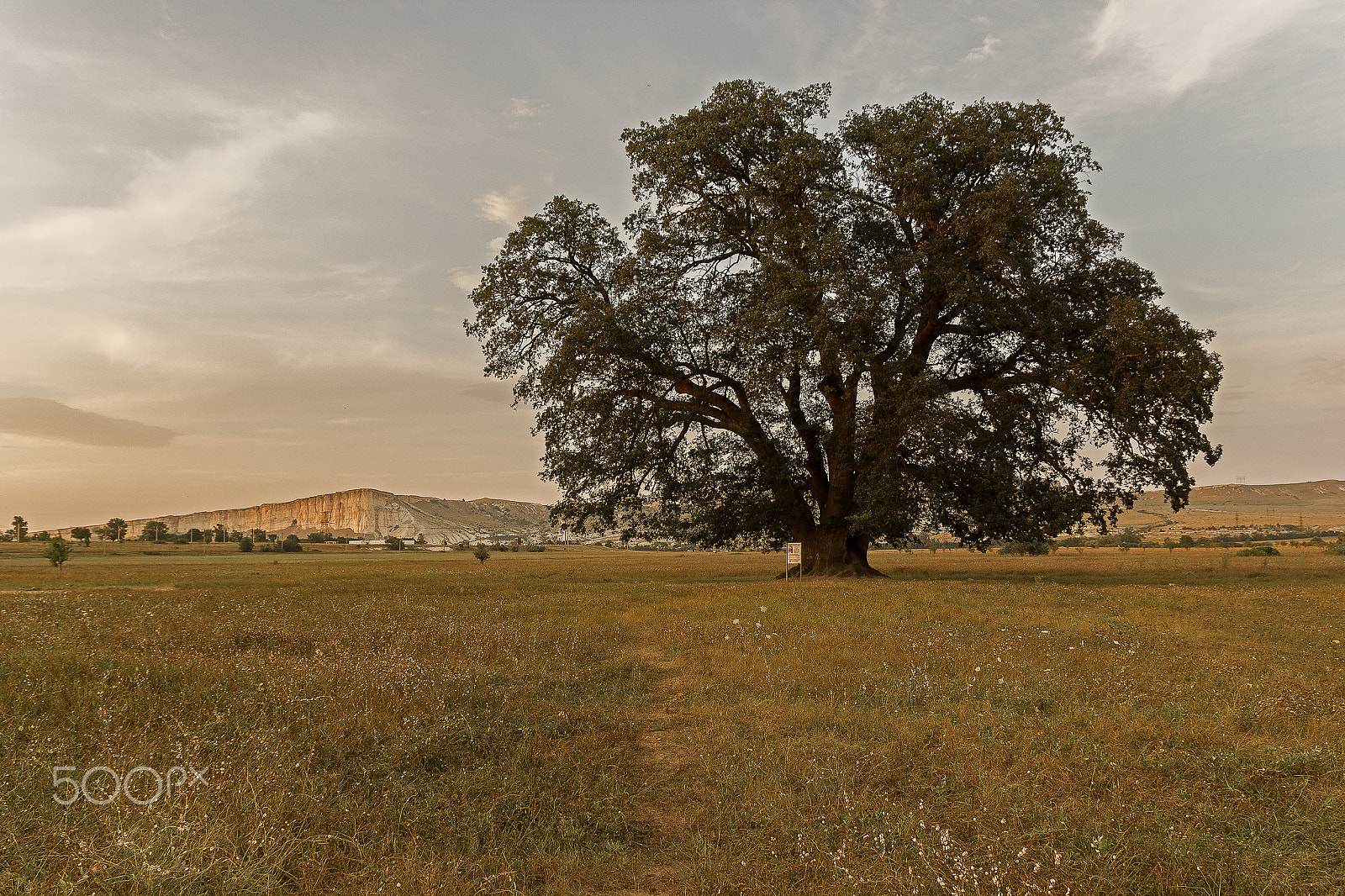 Sigma 18-250mm F3.5-6.3 DC OS HSM sample photo. Suvorov oak photography