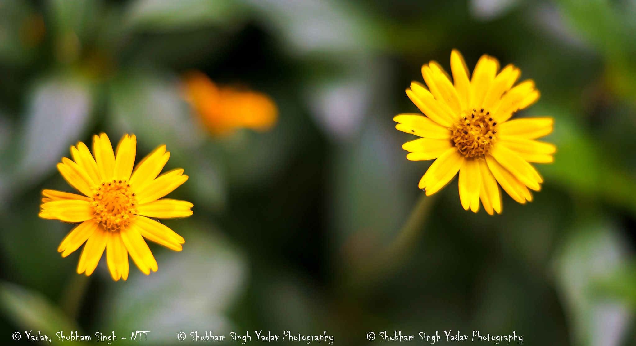 Sony SLT-A58 + Sony DT 50mm F1.8 SAM sample photo. Flower photography
