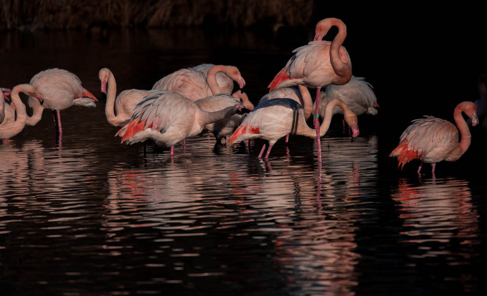 Nikon Nikkor AF-S 300mm F4E PF ED VR sample photo. Flamands roses photography
