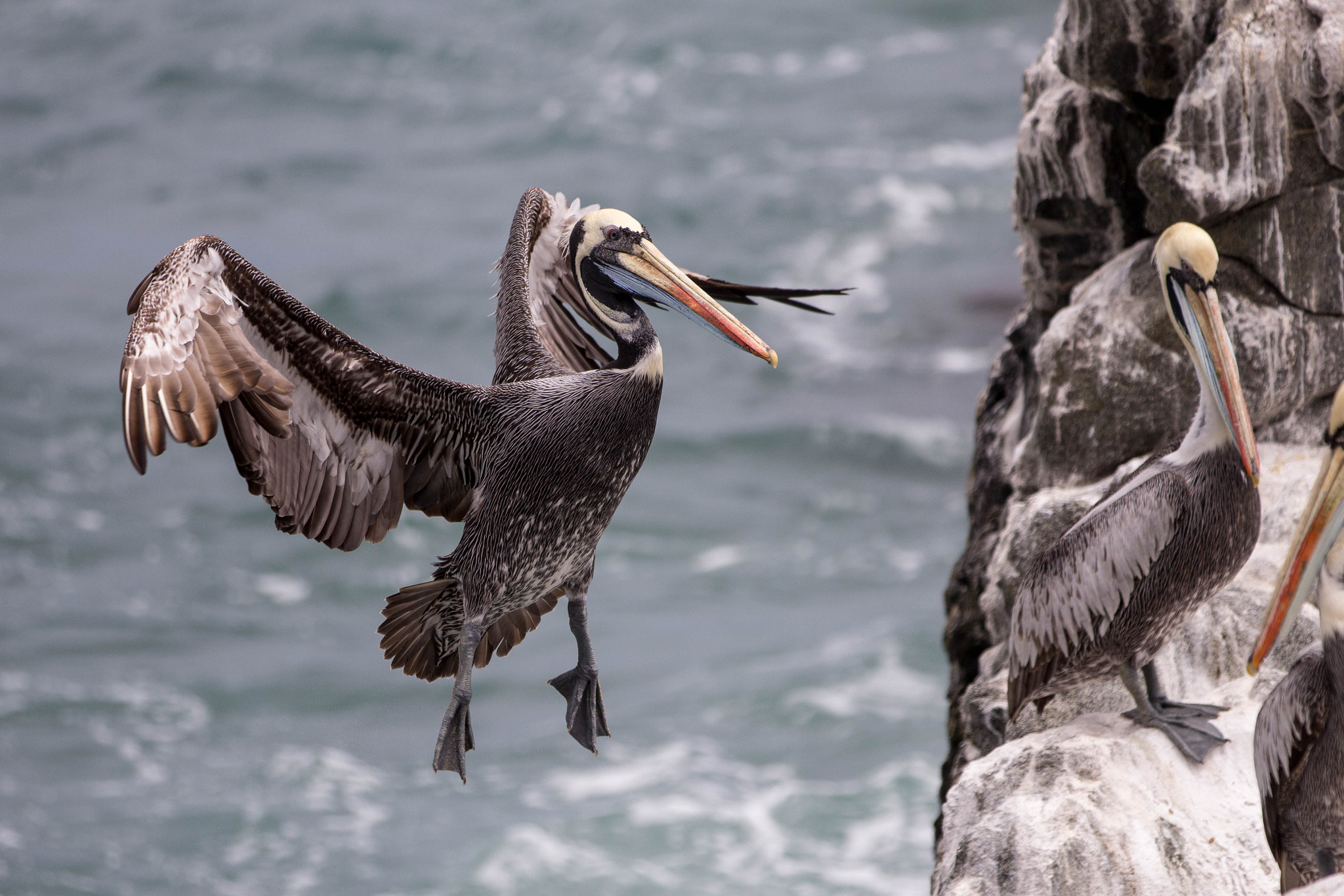 Canon EF 70-200mm F2.8L IS II USM sample photo. Pelicano photography