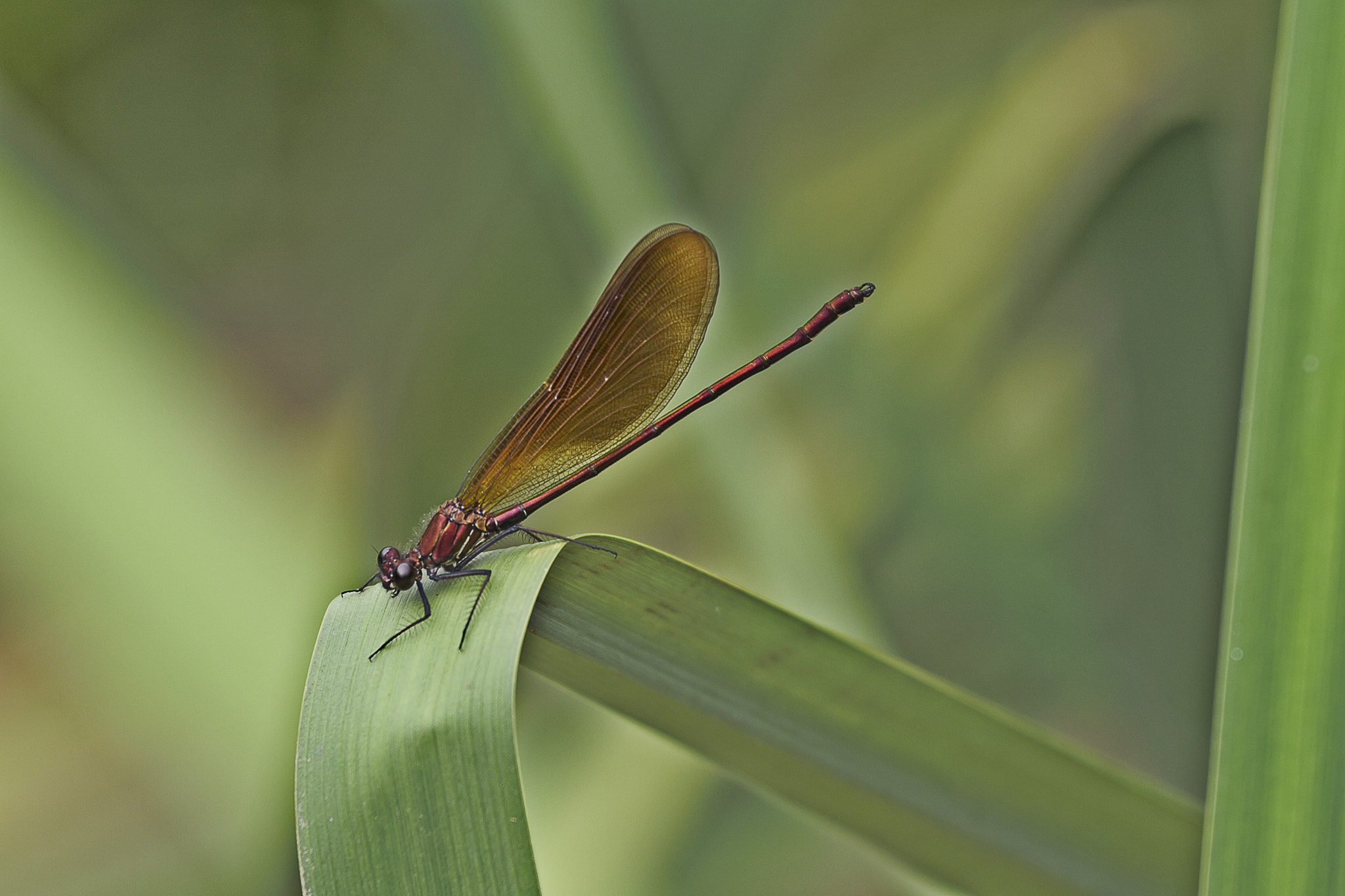 Canon EOS 40D + Canon EF 70-200mm F4L IS USM sample photo. Dragon fly photography