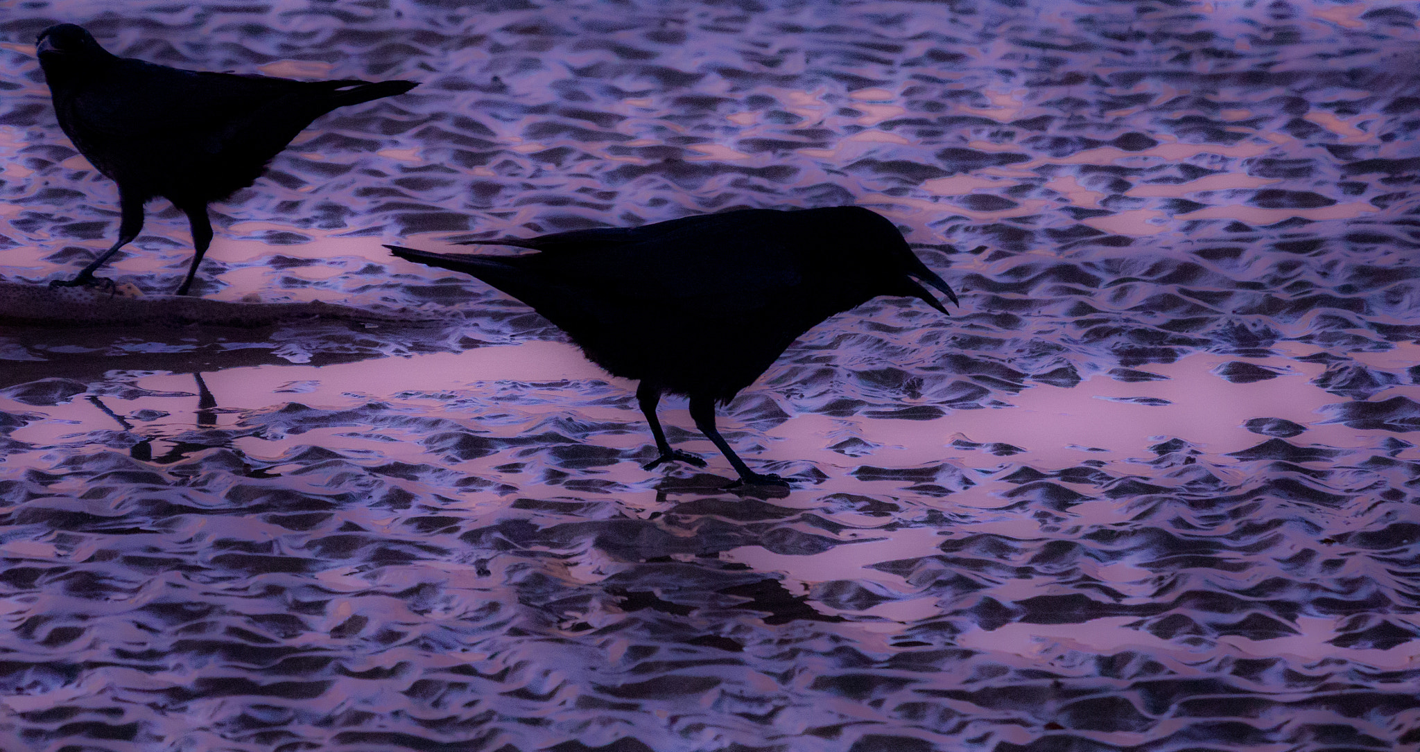 Panasonic Lumix DMC-GM1 sample photo. Hooded crow outline on ferring beach photography