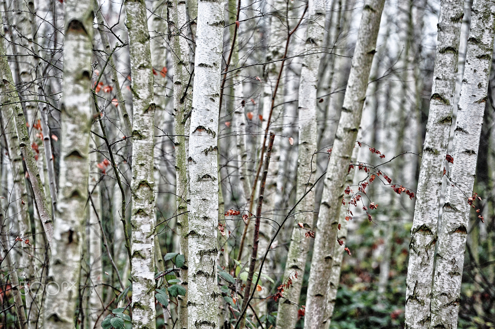 Nikon D700 + Sigma 70-200mm F2.8 EX DG OS HSM sample photo. Forest with birch trees photography