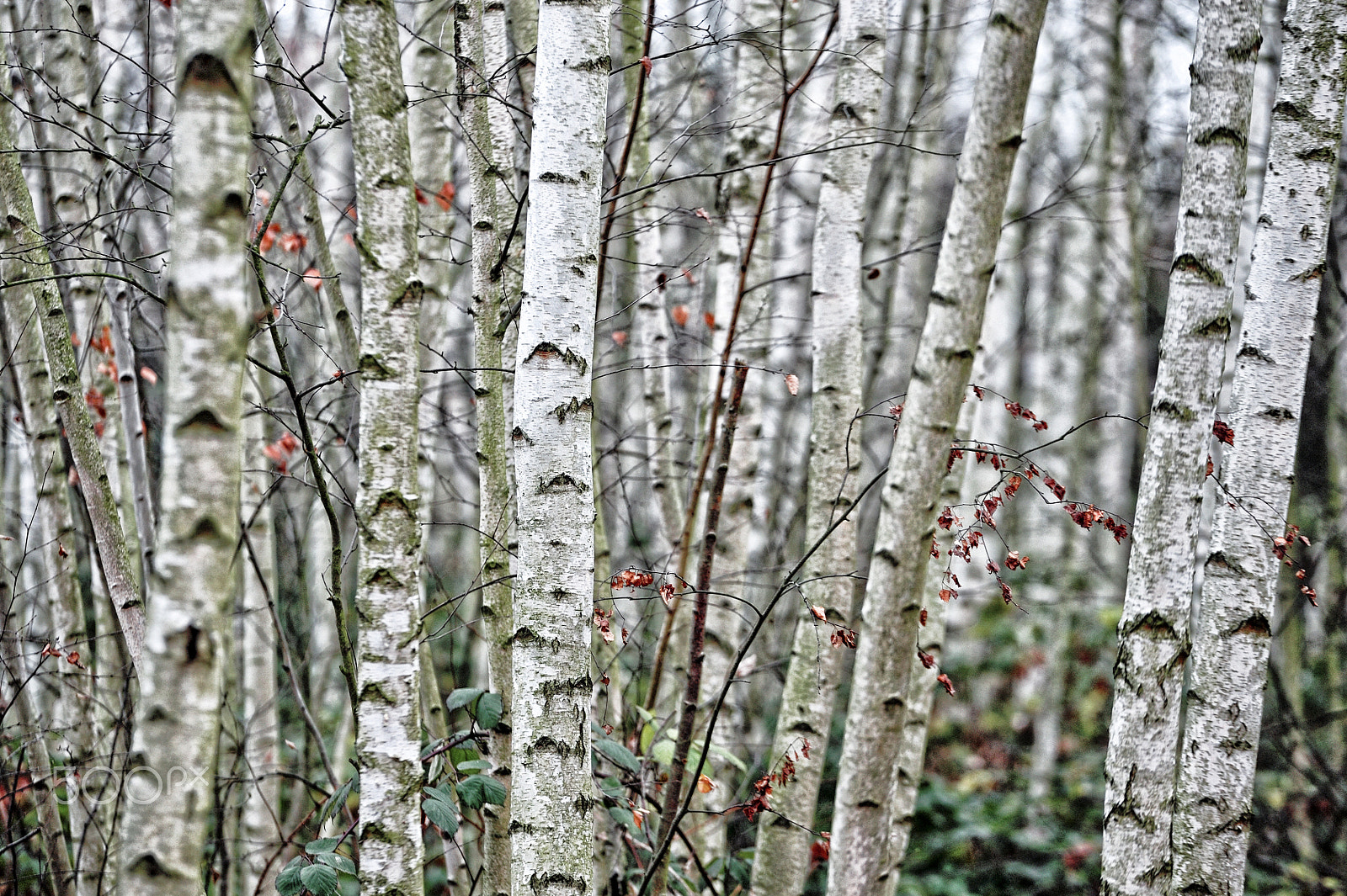 Sigma 70-200mm F2.8 EX DG OS HSM sample photo. Forest with birch trees photography