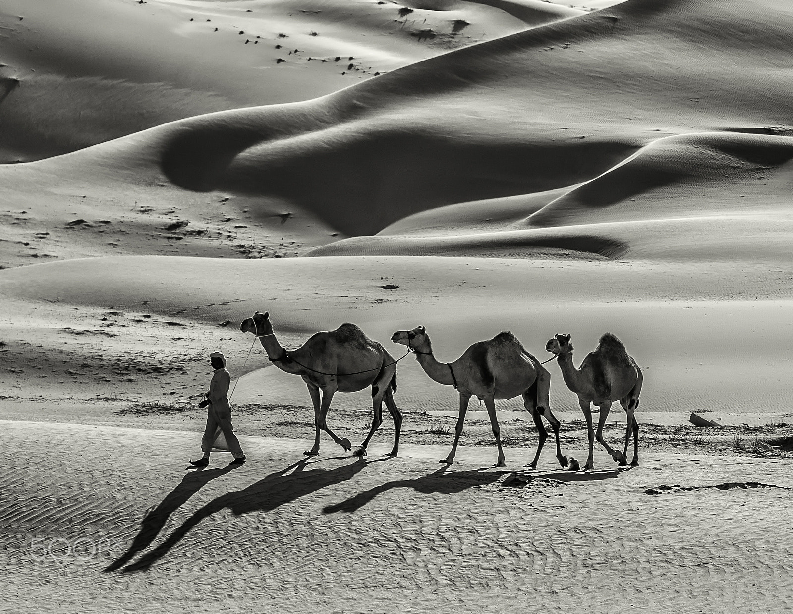 Canon EF 85mm F1.2L II USM sample photo. Desert life photography