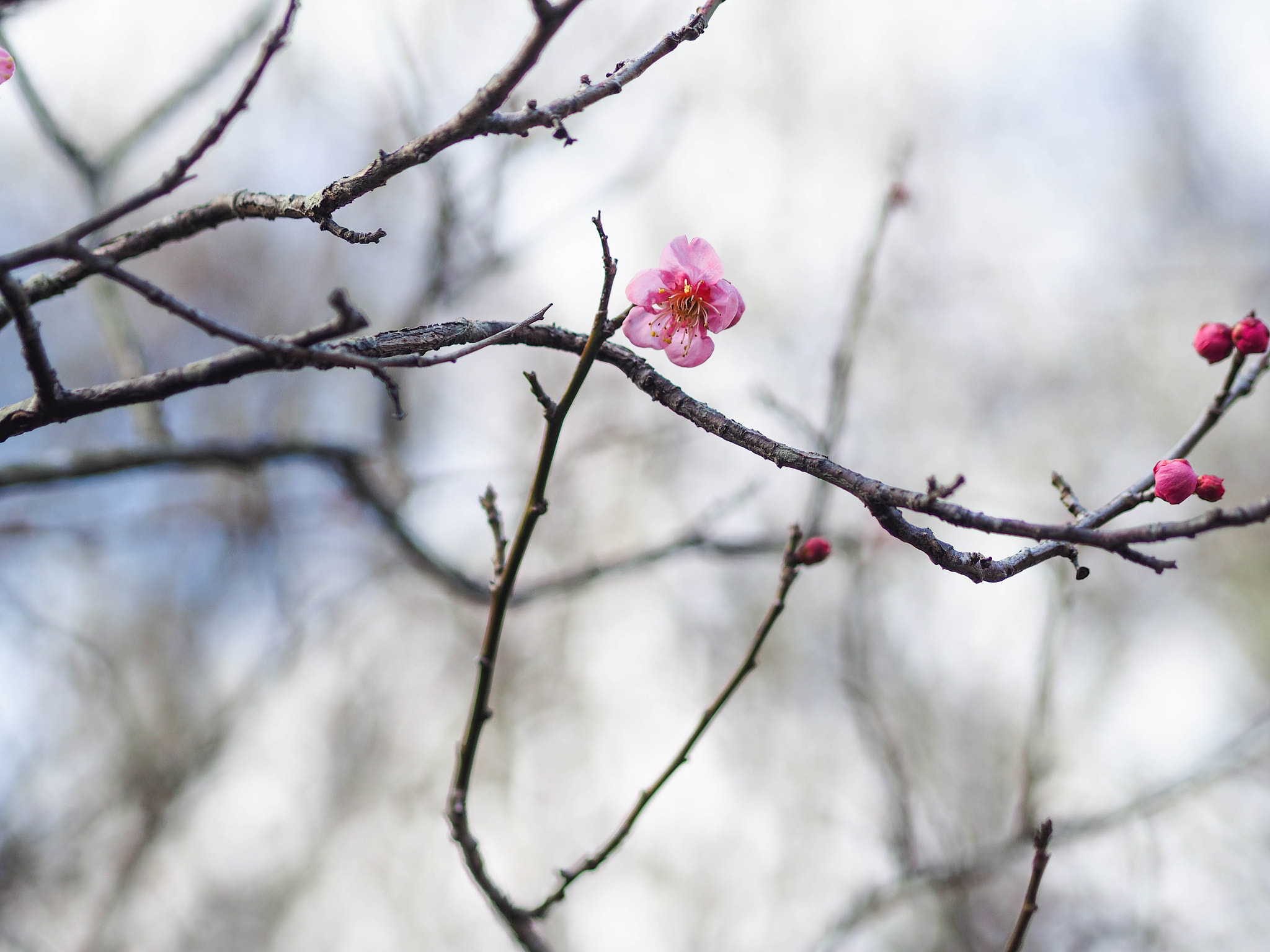 Olympus OM-D E-M1 sample photo. Wintersweet photography