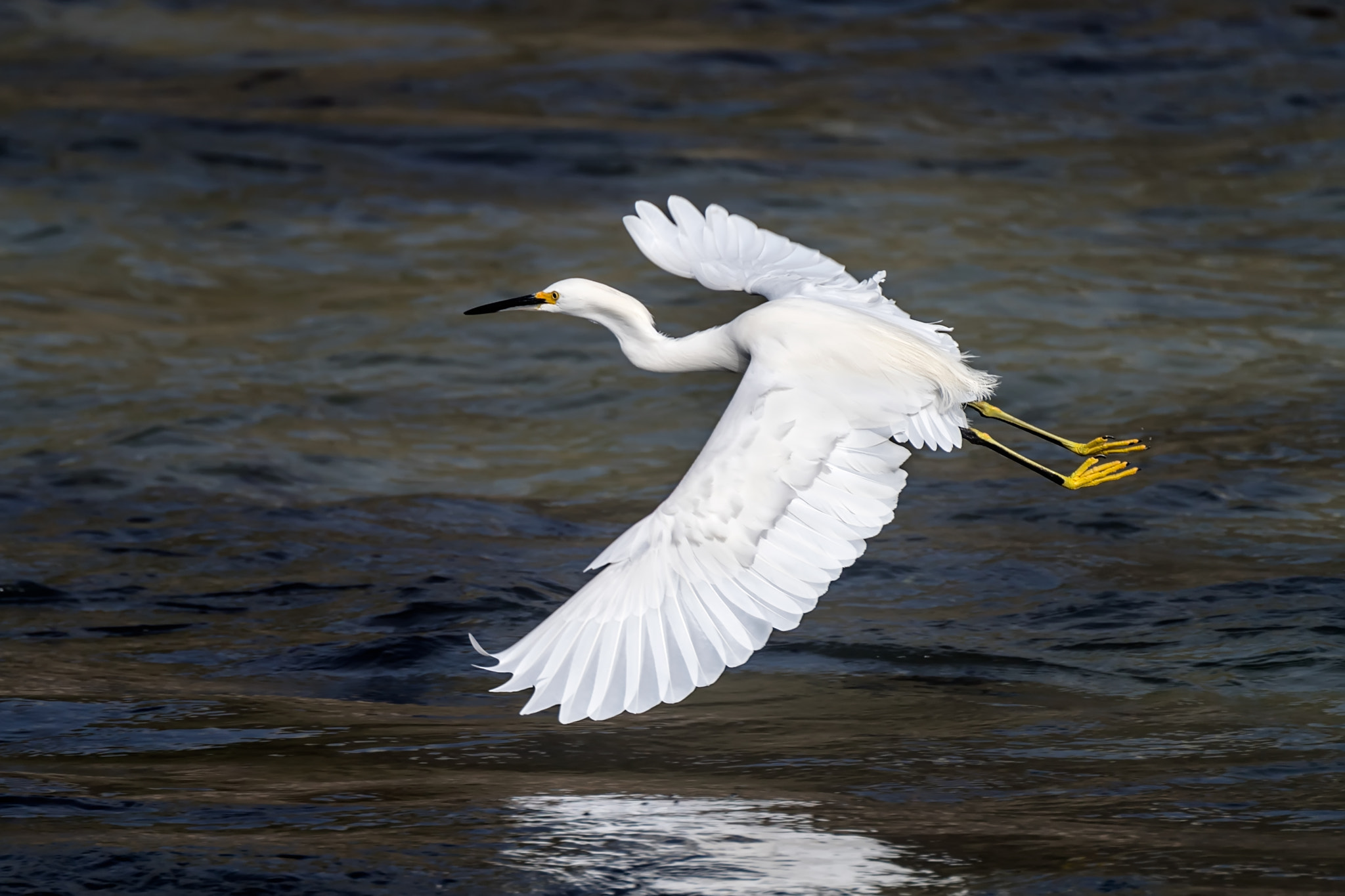 Nikon D5 sample photo. Graceful egret photography