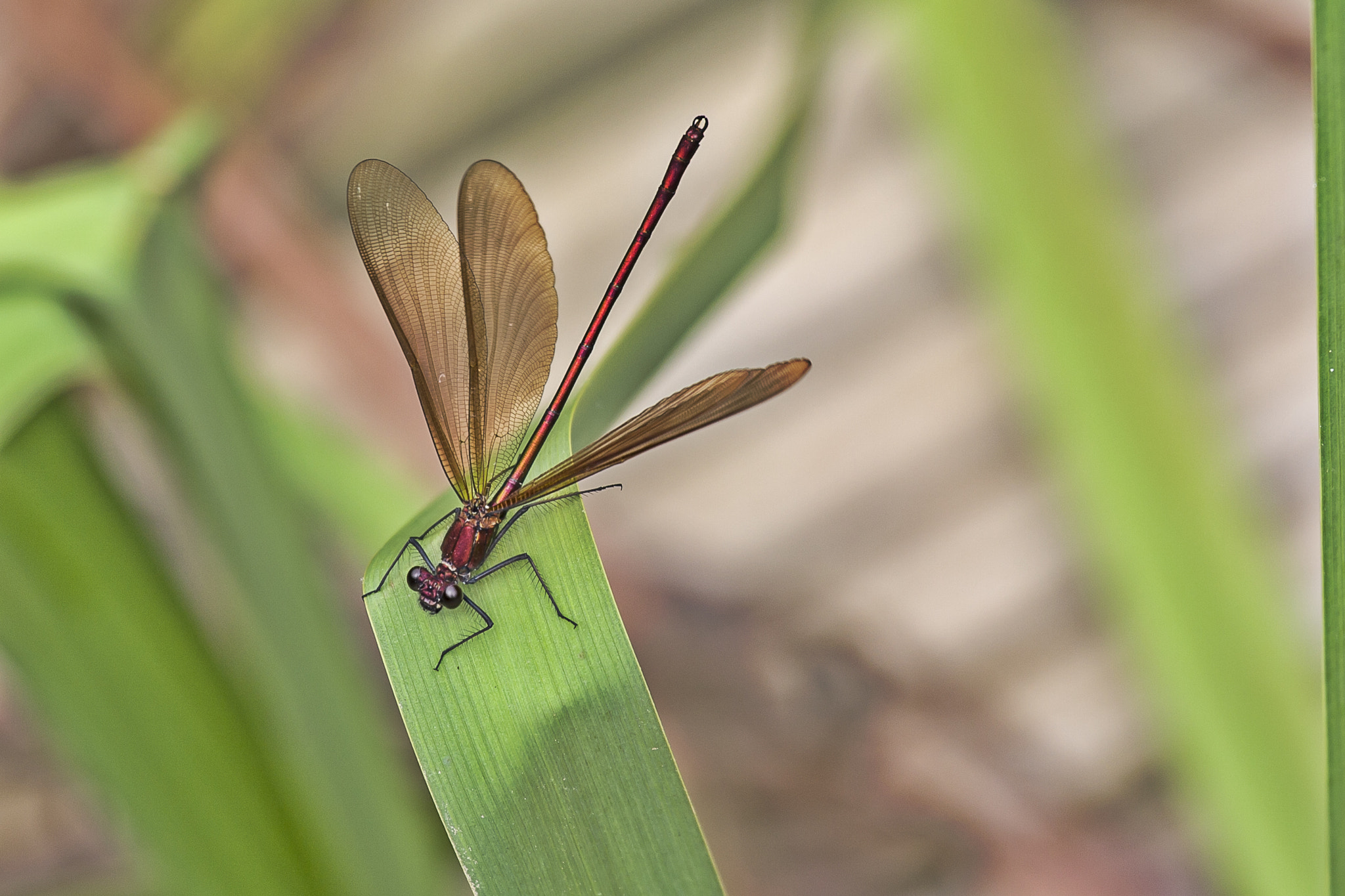 Canon EOS 40D + Canon EF 70-200mm F4L IS USM sample photo. Dragon fly photography