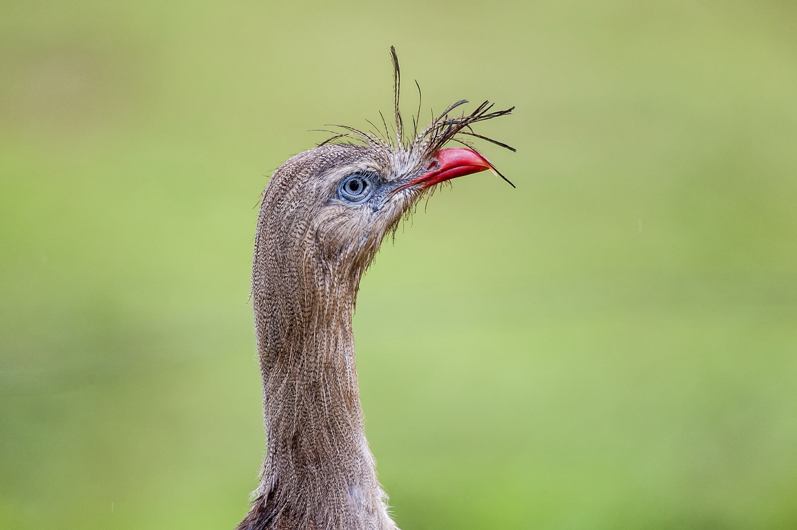 Nikon D700 + Nikon AF-S Nikkor 200-400mm F4G ED VR II sample photo. Red-legged seriema's beautiful eyes photography