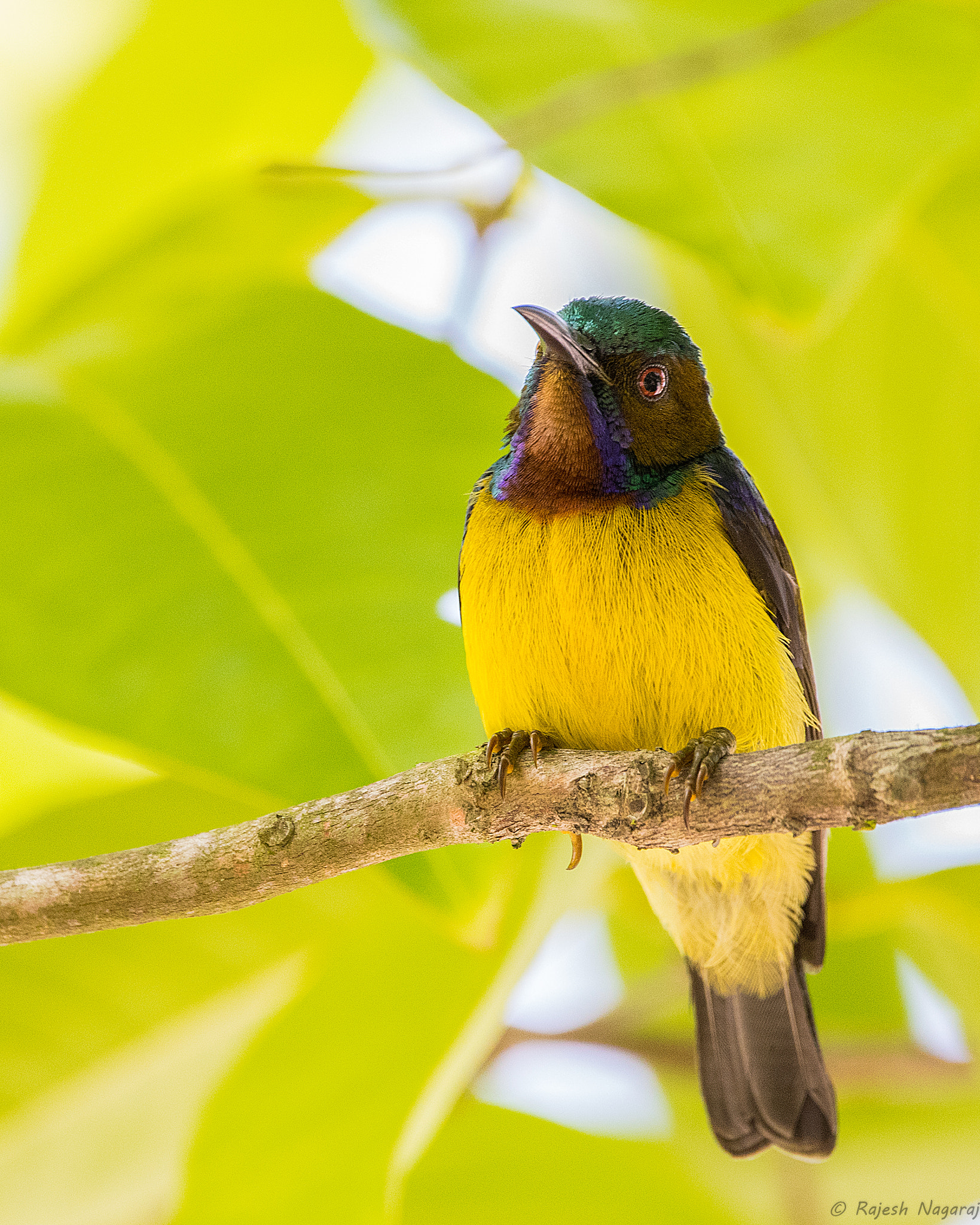 Sigma 150-600mm F5-6.3 DG OS HSM | C sample photo. Brown throated sunbird photography