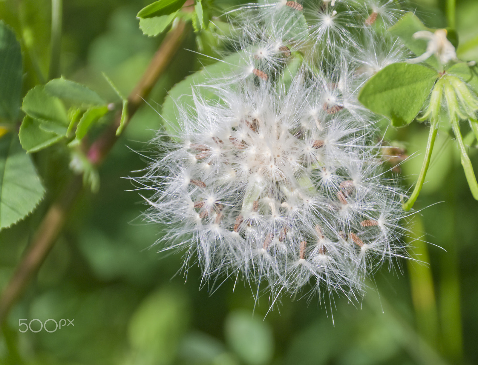 Sigma 18-250mm F3.5-6.3 DC Macro OS HSM sample photo. Bello photography