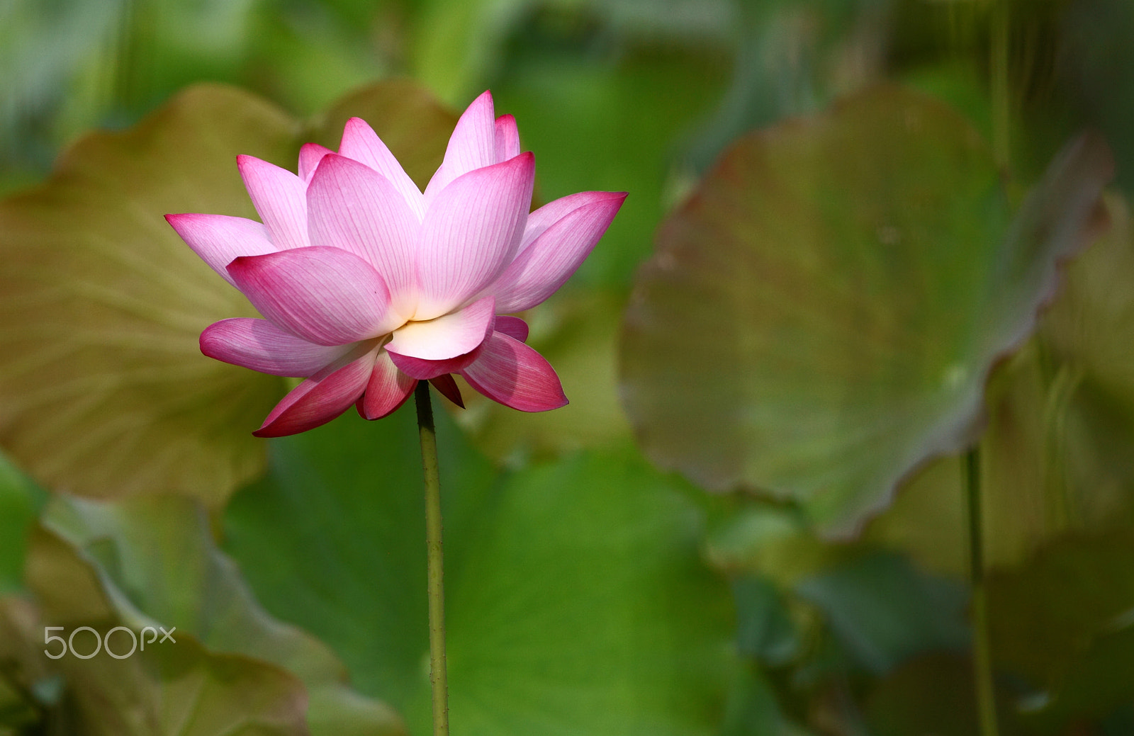 Canon EF 400mm F5.6L USM sample photo. 荷 photography