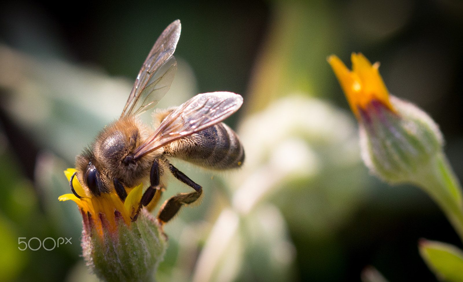 Canon EF 100mm F2.8 Macro USM sample photo. Bee photography
