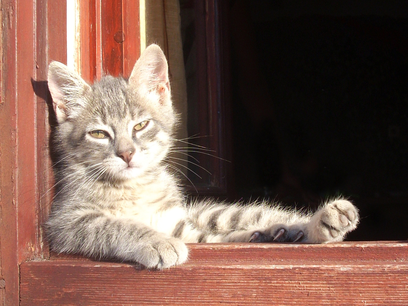 Nikon COOLPIX L10 sample photo. Morning kitty photography