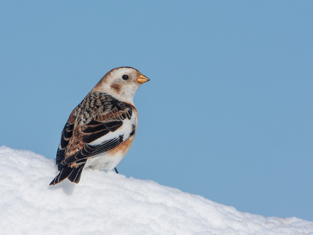 Canon EOS 40D + Canon EF 500mm F4L IS USM sample photo. Snow bunting photography