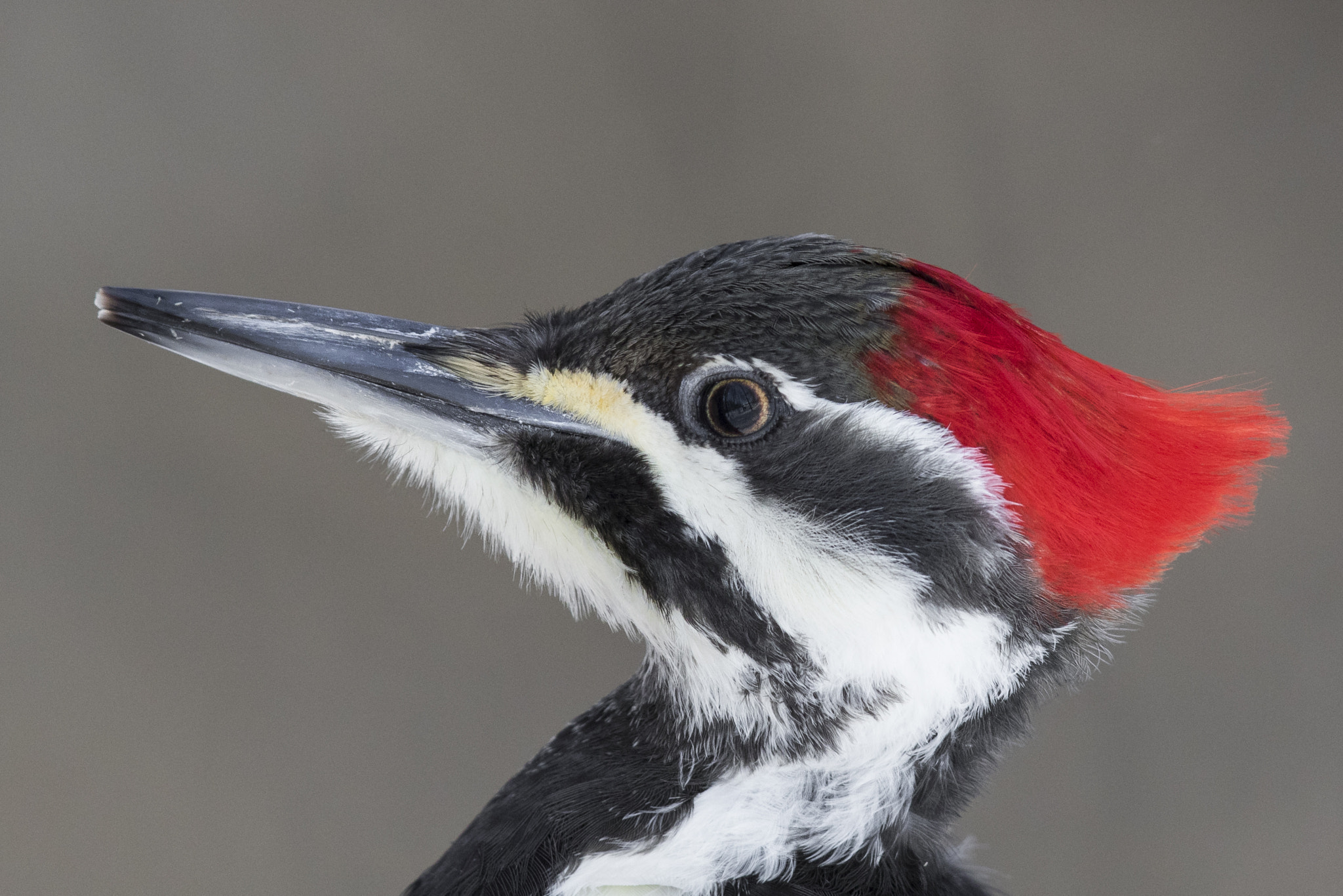 Canon EOS 7D Mark II + Canon EF 600mm F4L IS II USM sample photo. Pileated woodpecker photography